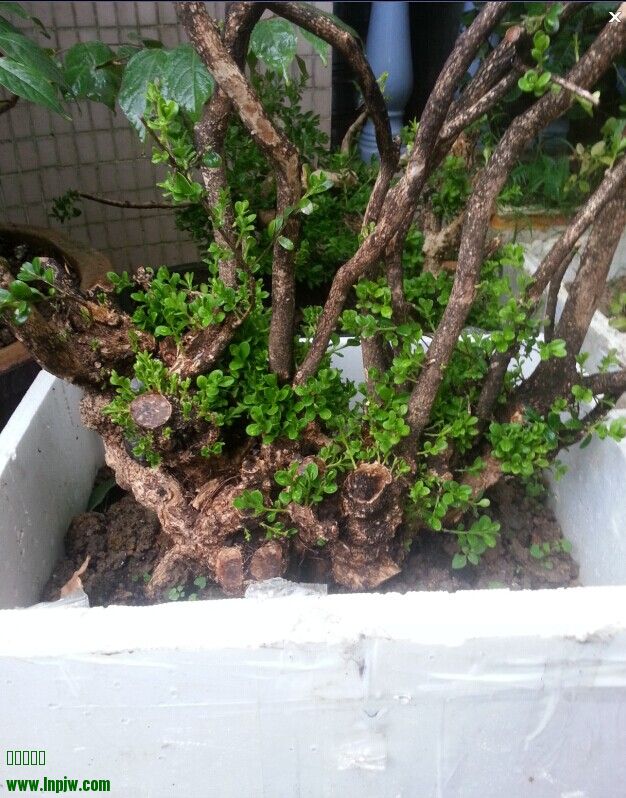 QQͼƬ20140620104854111.jpg