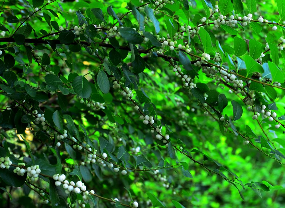 DSC_7436.jpg
