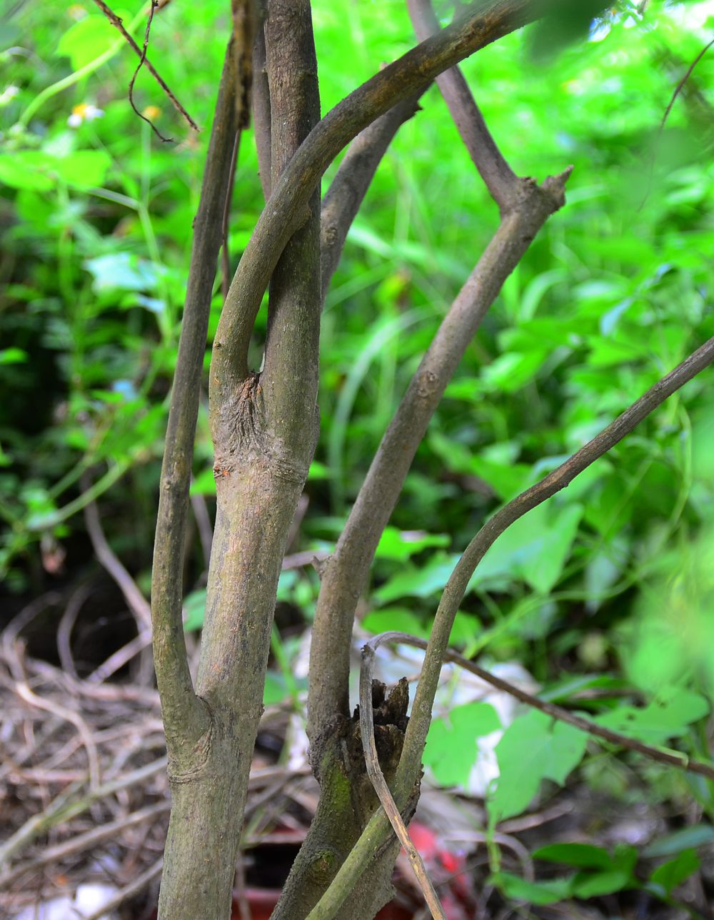 DSC_7426.jpg