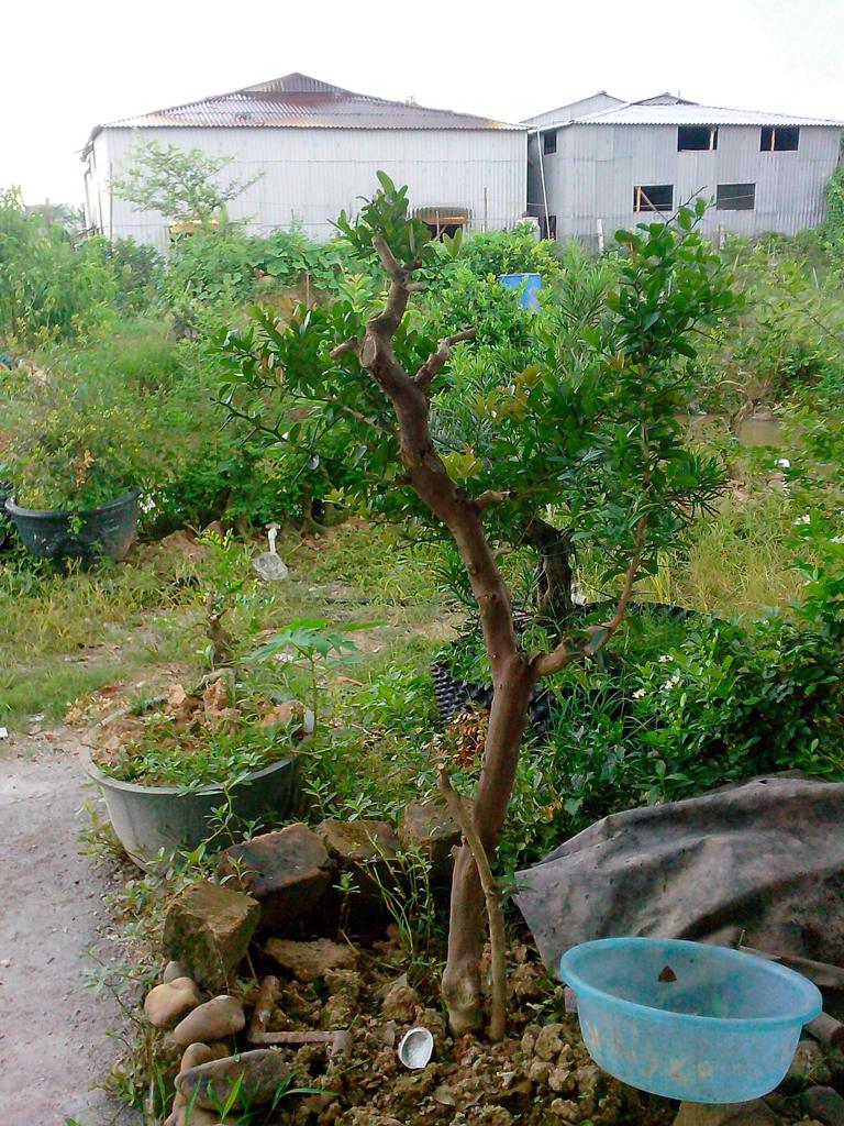 IMG20140705002.jpg