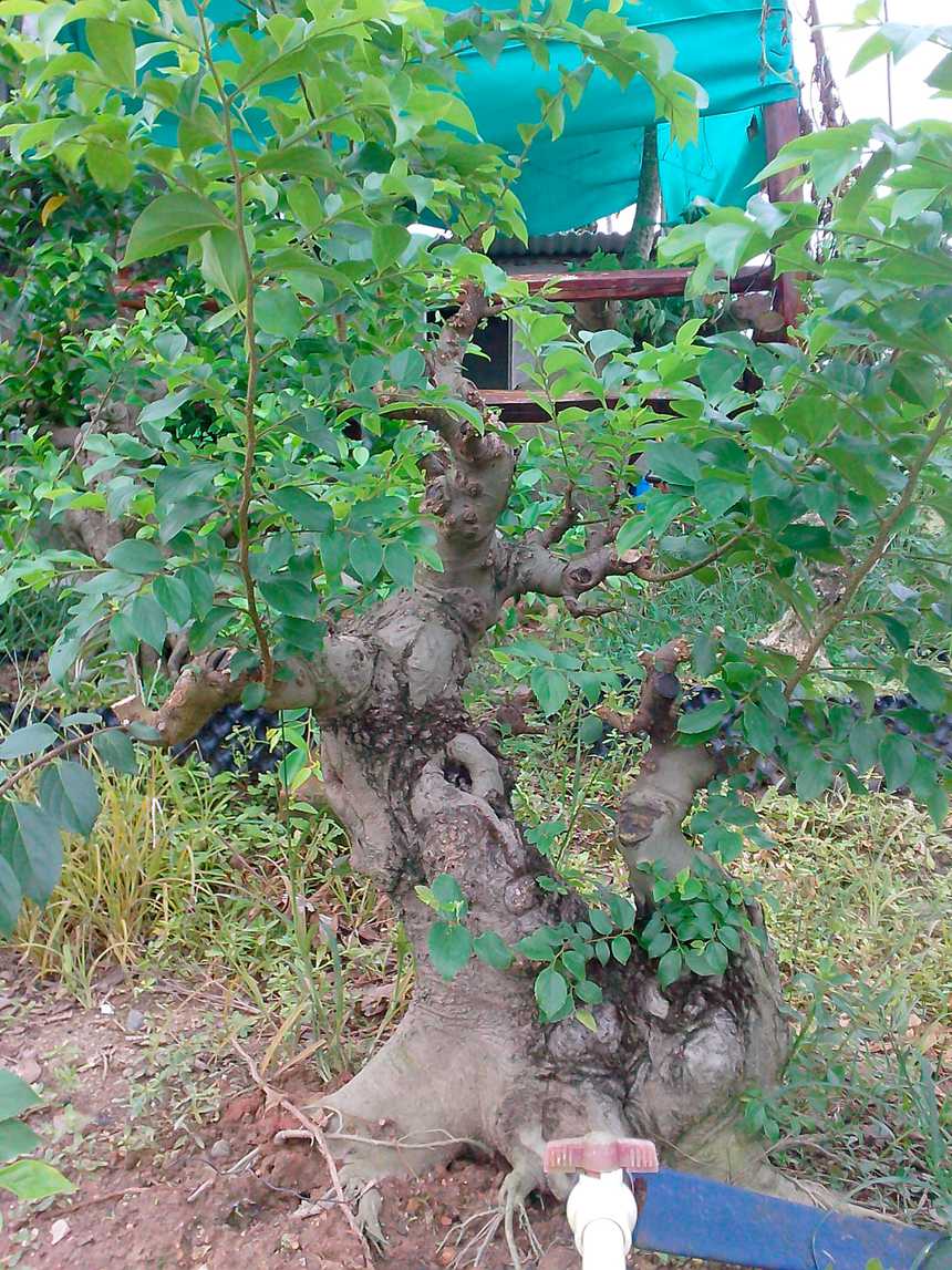 IMG20140705004.jpg