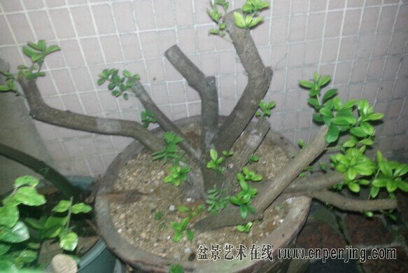 201218xvptjvbz8k1gplj8.jpg