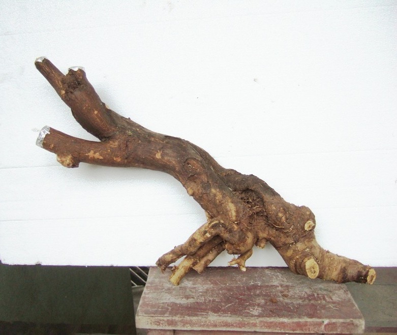 DSCF5369.JPG