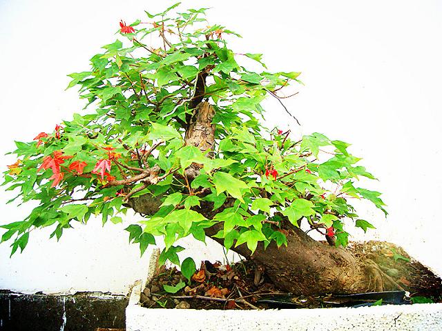 DSC05817.JPG