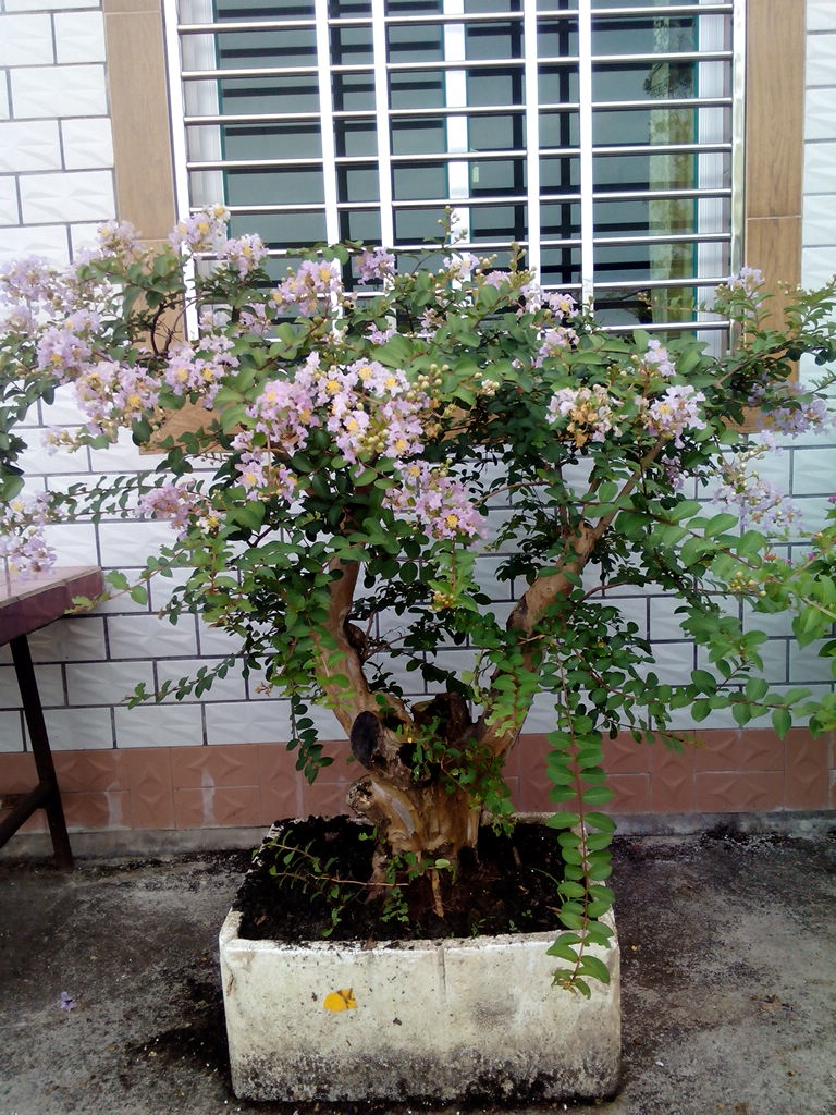 IMG_20140708_071856.jpg