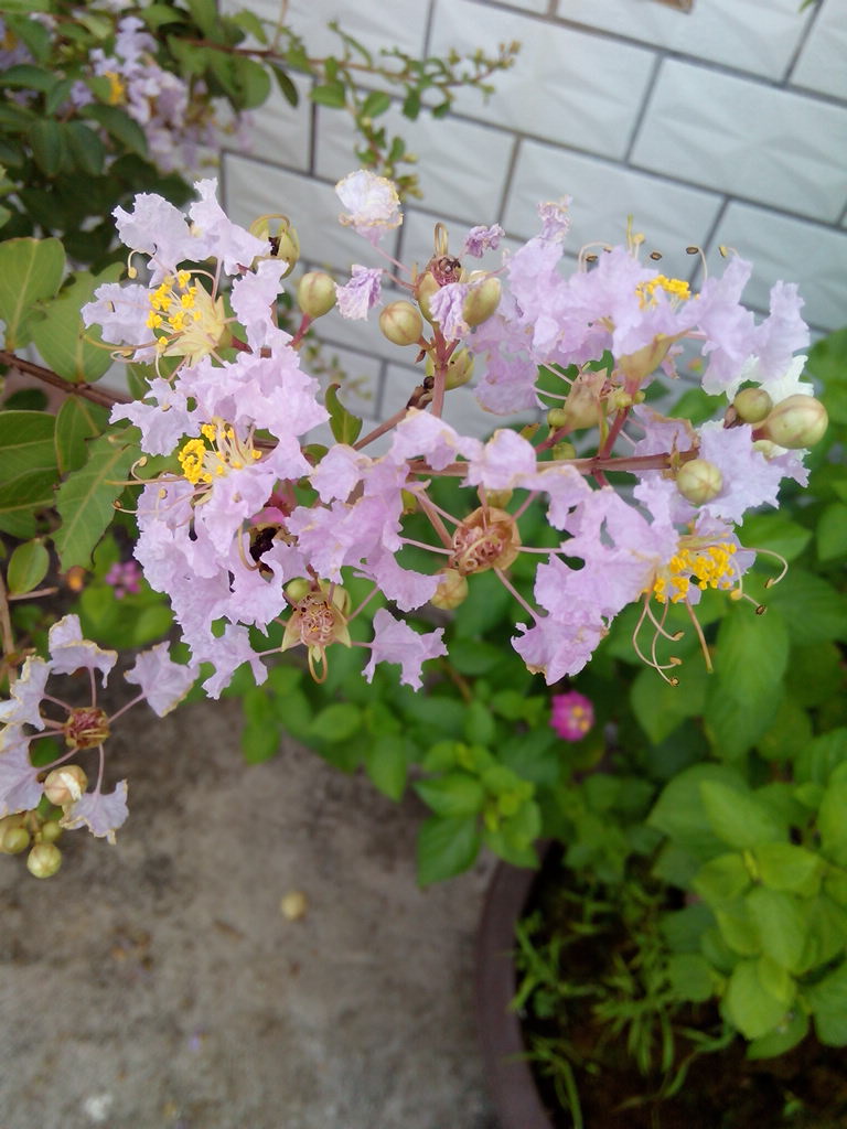 IMG_20140708_071748.jpg