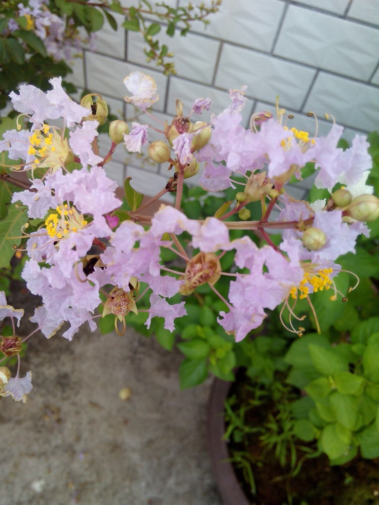 IMG_20140708_071742.jpg
