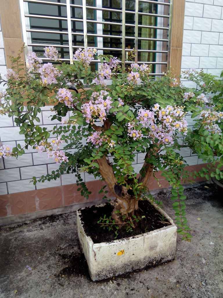 IMG_20140708_071648.jpg