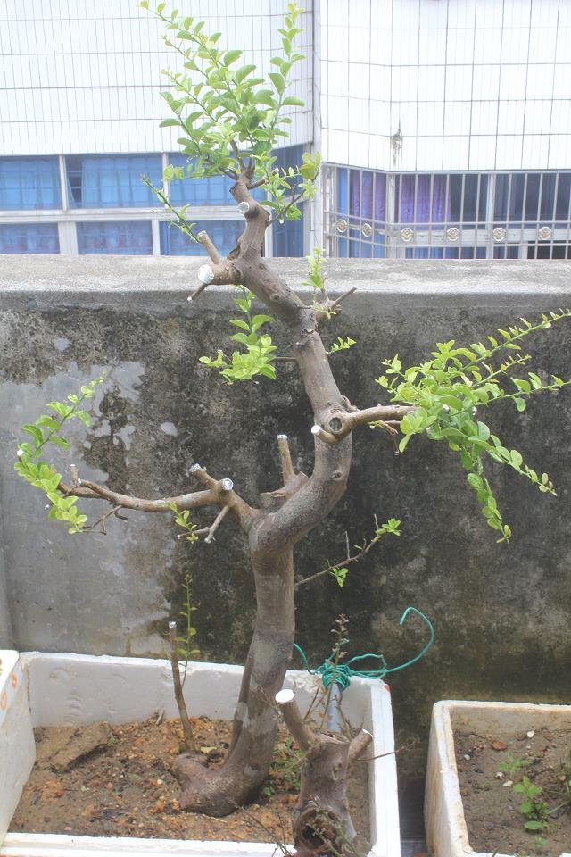 psb (12).jpg
