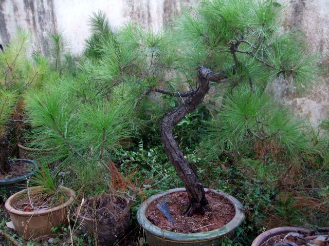 DSCF0176.JPG