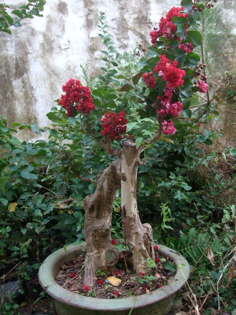 DSCF0158.JPG