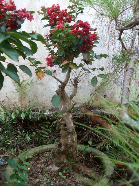 DSCF0161.JPG