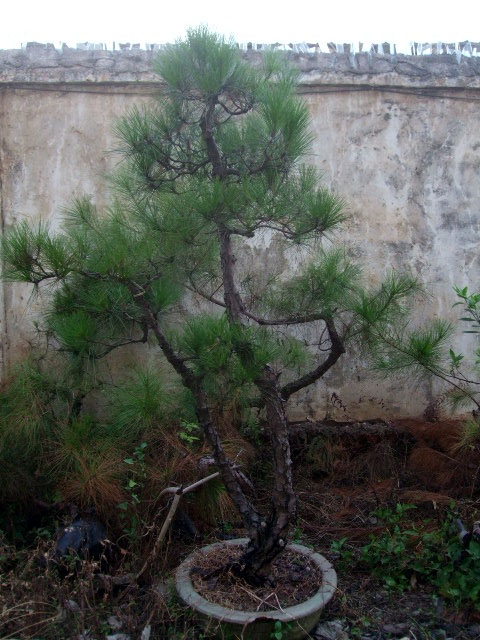 DSCF0173.JPG