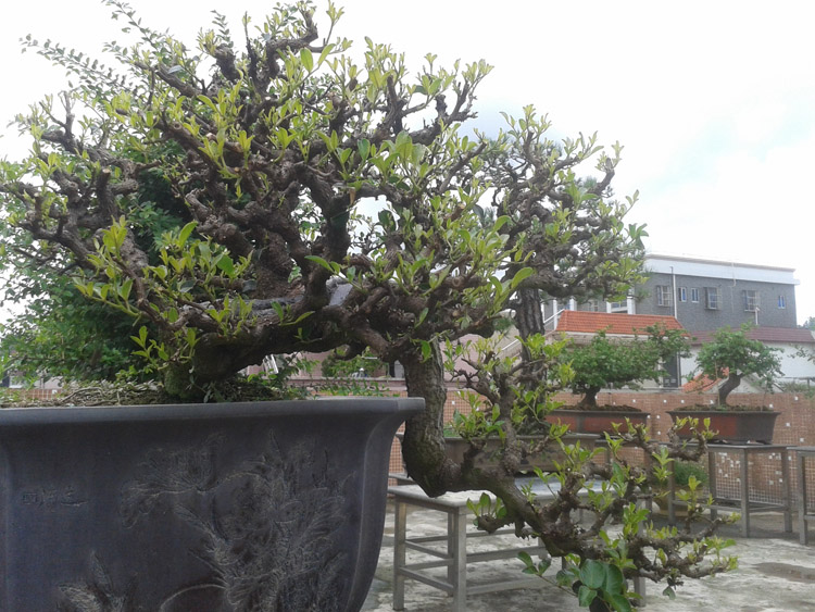 Ƭ 026.jpg