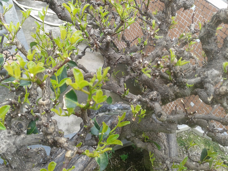 Ƭ 027.jpg