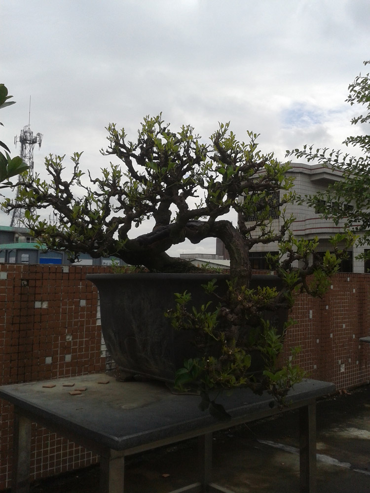 Ƭ 028.jpg