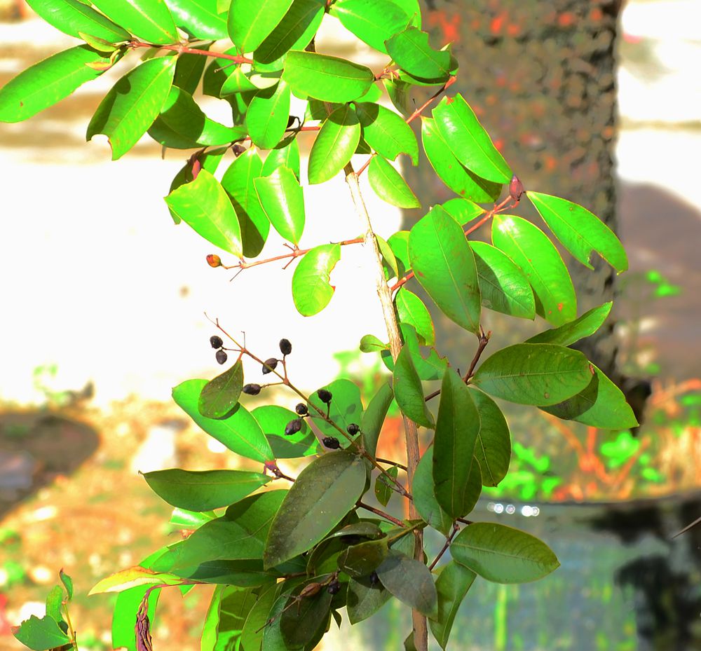 DSC_7487.jpg