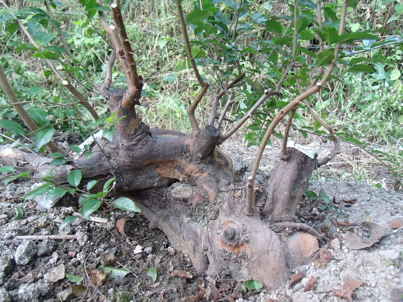 GEDC5000_.jpg