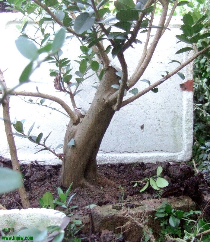 DSCF5558.jpg