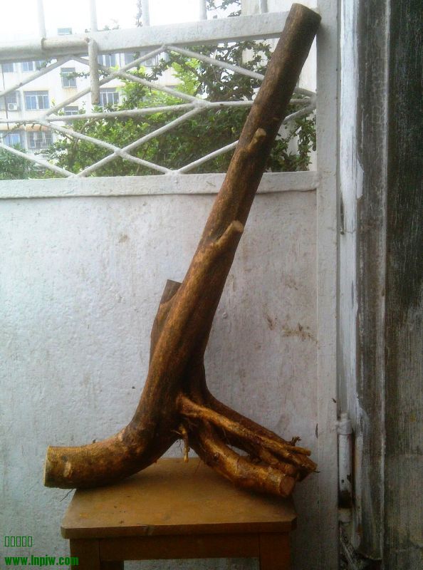 IMAG0396.jpg