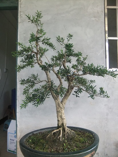 DSCF9624_ת_ת.JPG