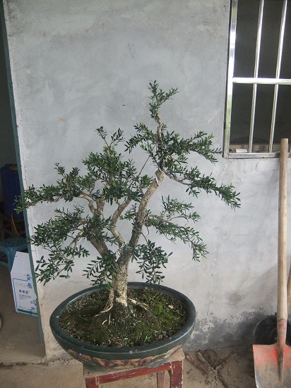 DSCF9627_ת.JPG