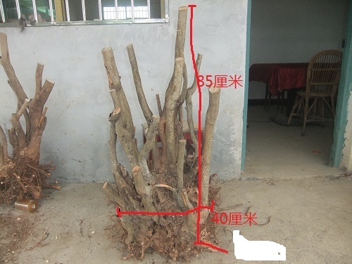 DSCF9070.JPG