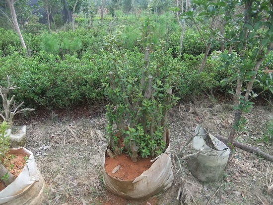 DSCF9631.JPG