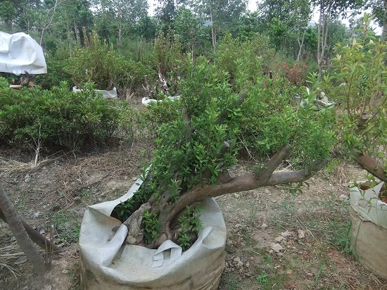 DSCF9632.JPG