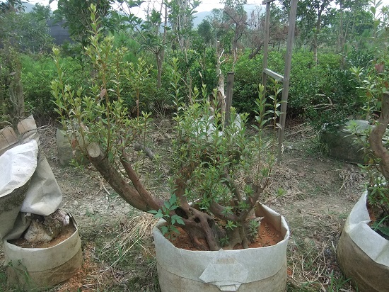 DSCF9635.JPG