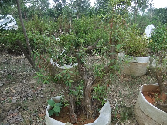 DSCF9634.JPG