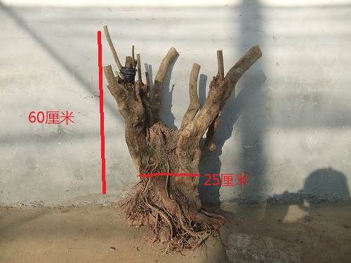 DSCF9165.JPG
