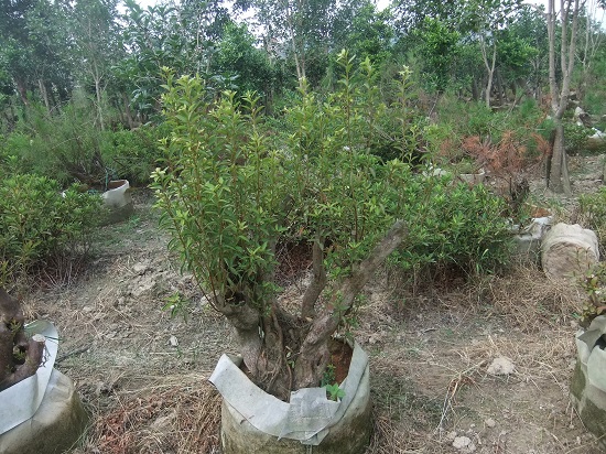 DSCF9636.JPG