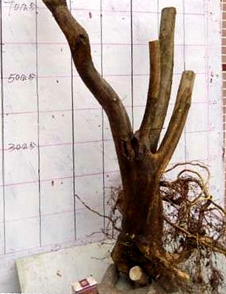201007152.jpg