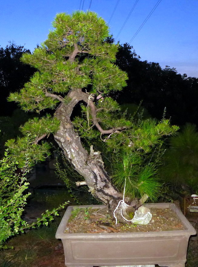 P1080887.jpg