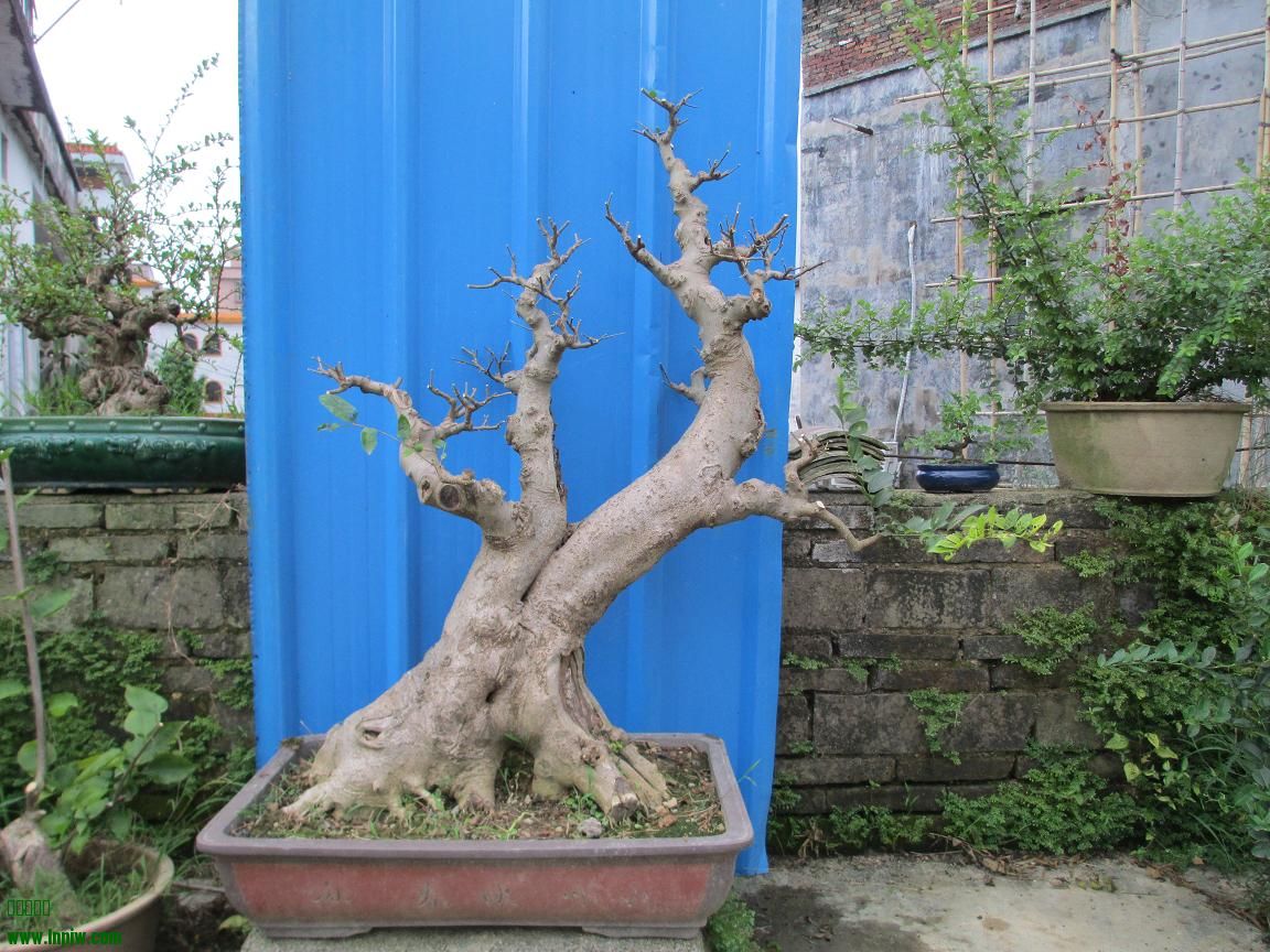 Ƭ 3253.jpg