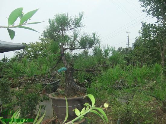 DSCF9725.JPG