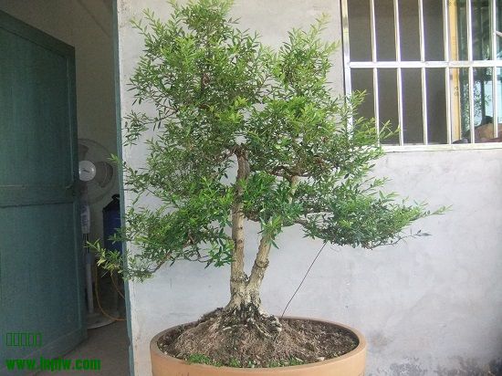 DSCF9654.JPG
