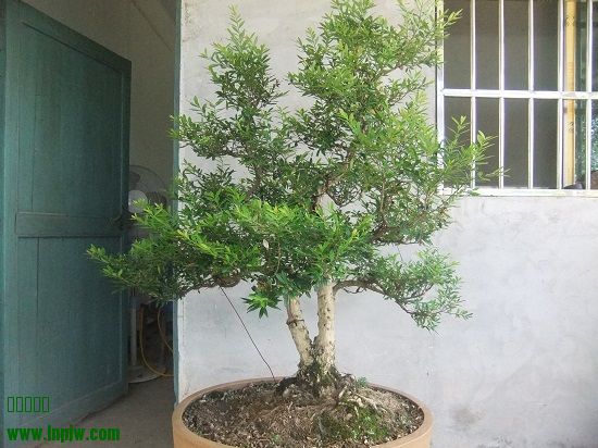 DSCF9655.JPG