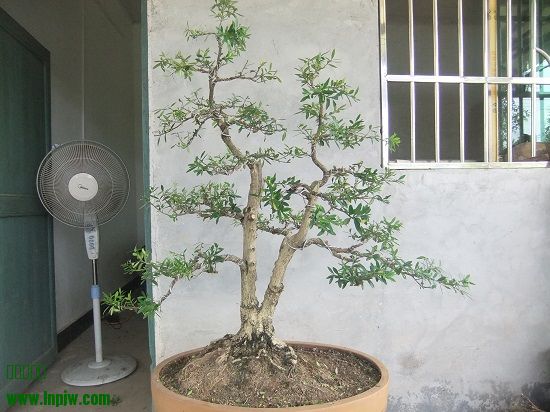DSCF9658.JPG