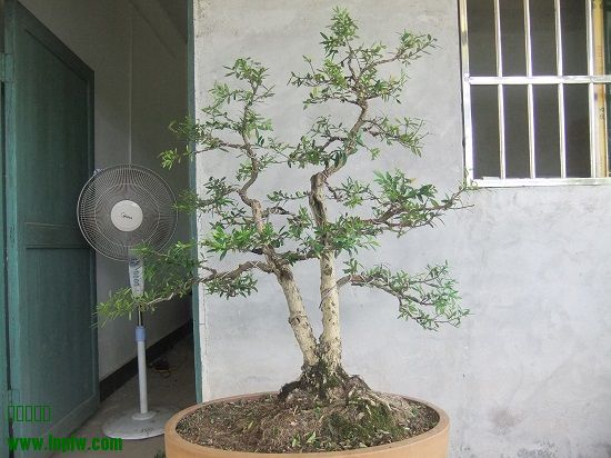 DSCF9659.JPG