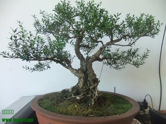 DSCF9736.JPG