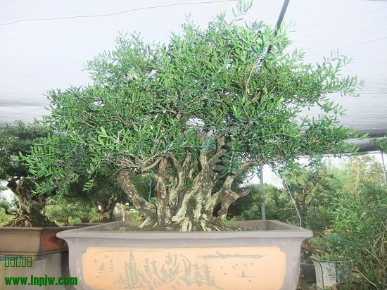DSCF9740.JPG