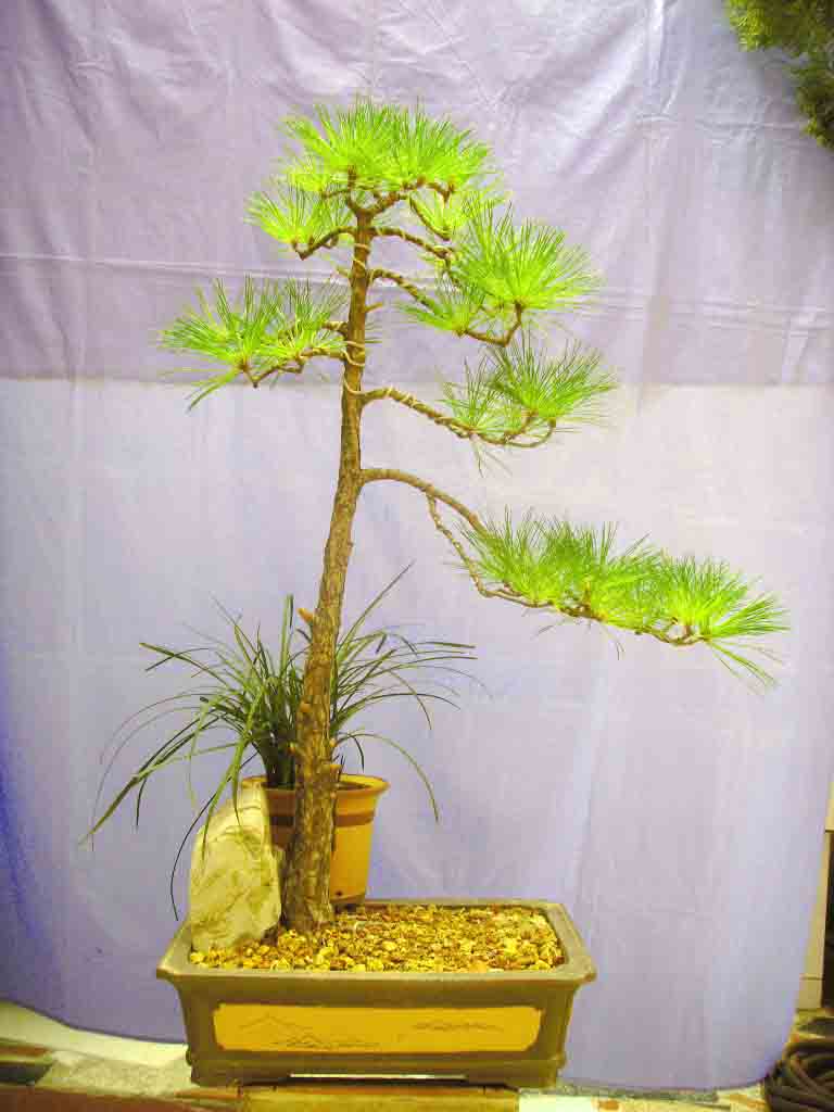 SDC12269.JPG