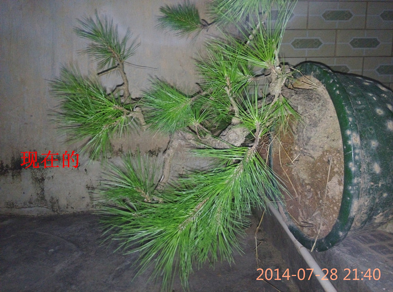 IMG_20140728_214044_.jpg