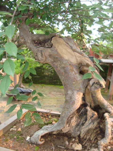 DSC00564_ͼ.jpg