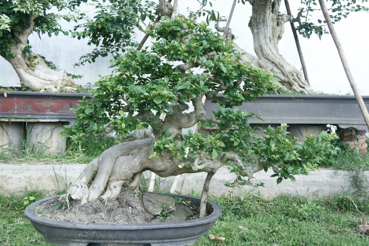 _MG_2912.JPG