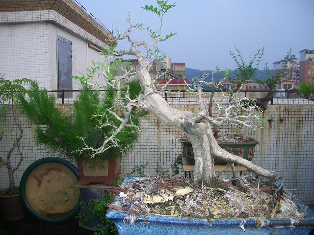 CIMG4262.JPG