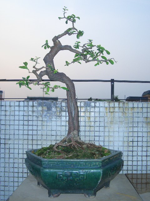 CIMG4235.JPG