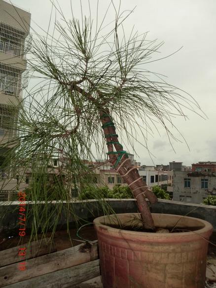CIMG1104.JPG
